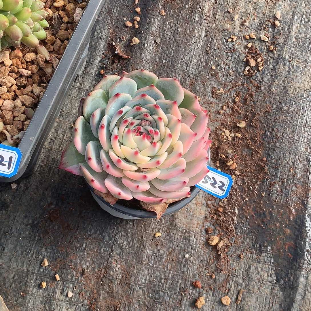 522吉娃娃锦 一物一拍多肉