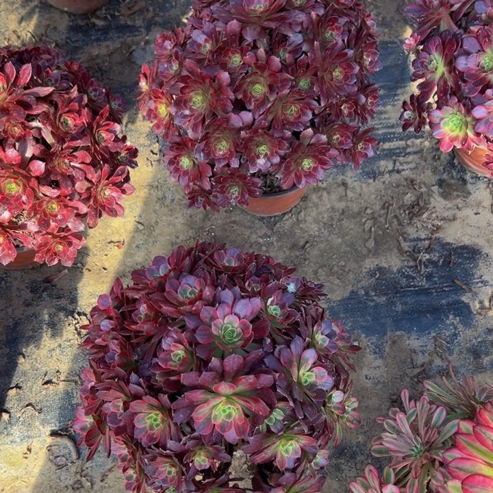 23.8安娜一棵包邮