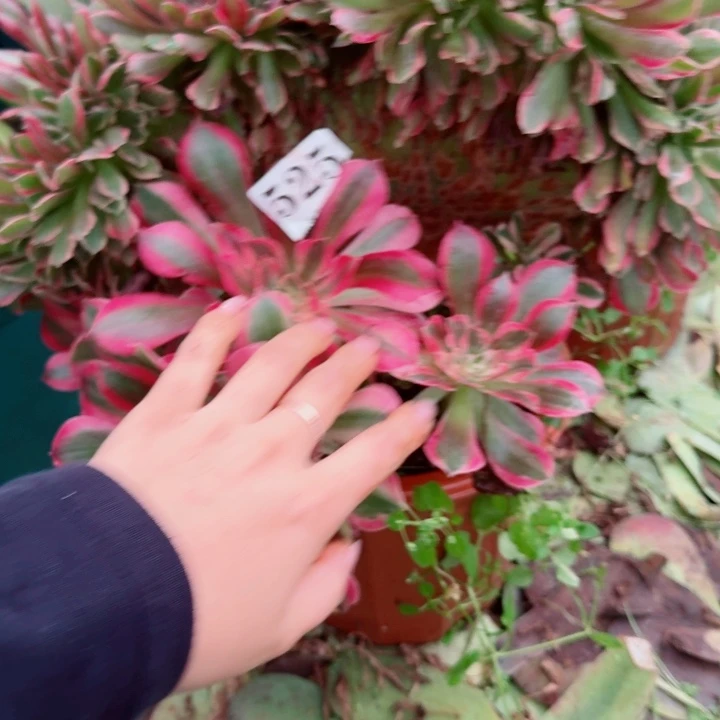 525粉女郎缀化多肉植物满28包邮