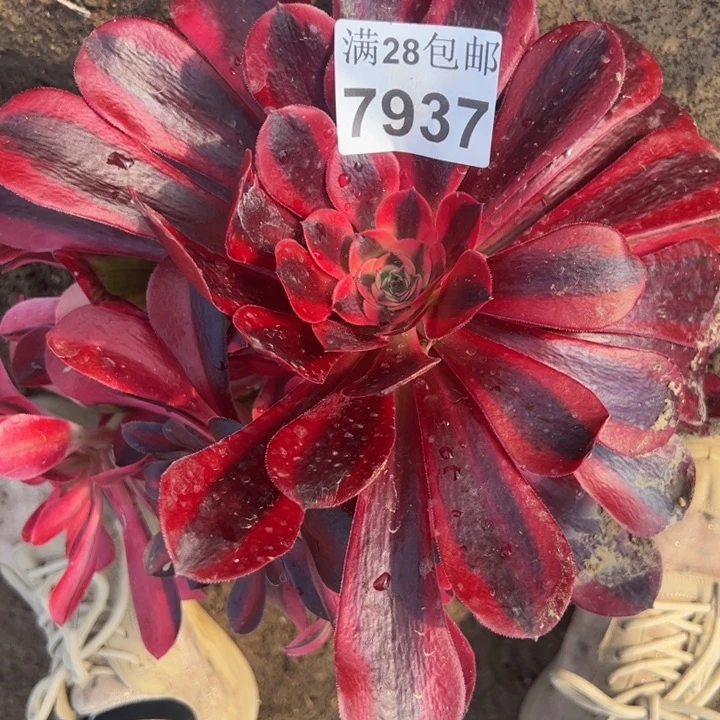 7937美杜莎多肉植物