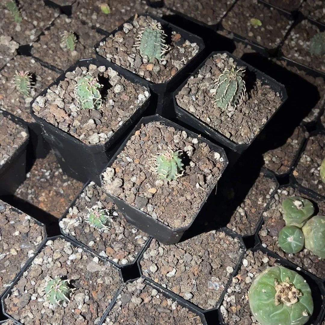 心**水群星冠大戟2公母