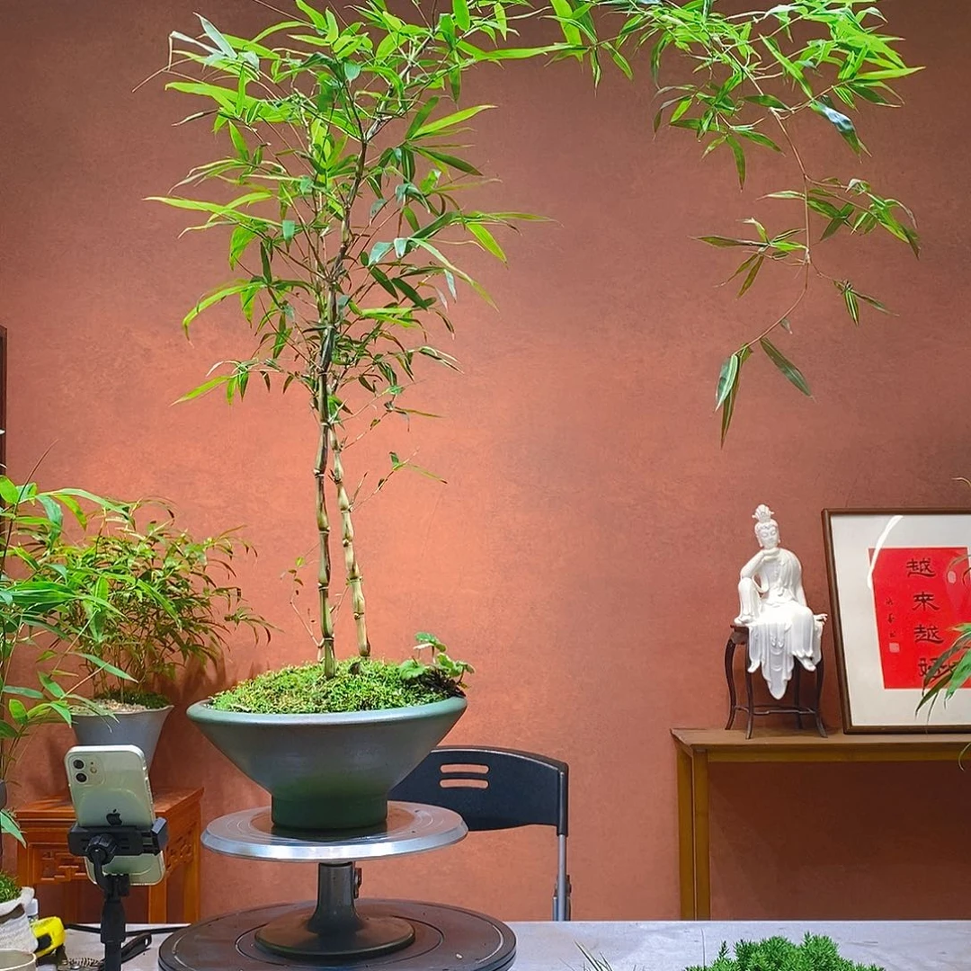 大***妆无花朵老桩精品竹盆景艺术