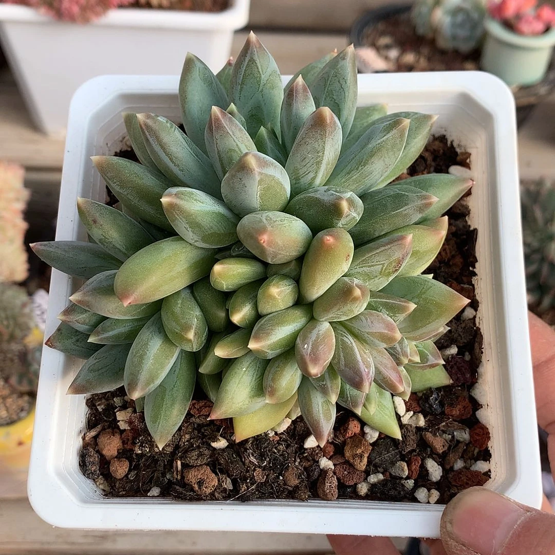 282重楼多肉一颗10厘米