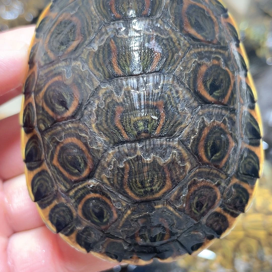 宠物龟不分公母7.6