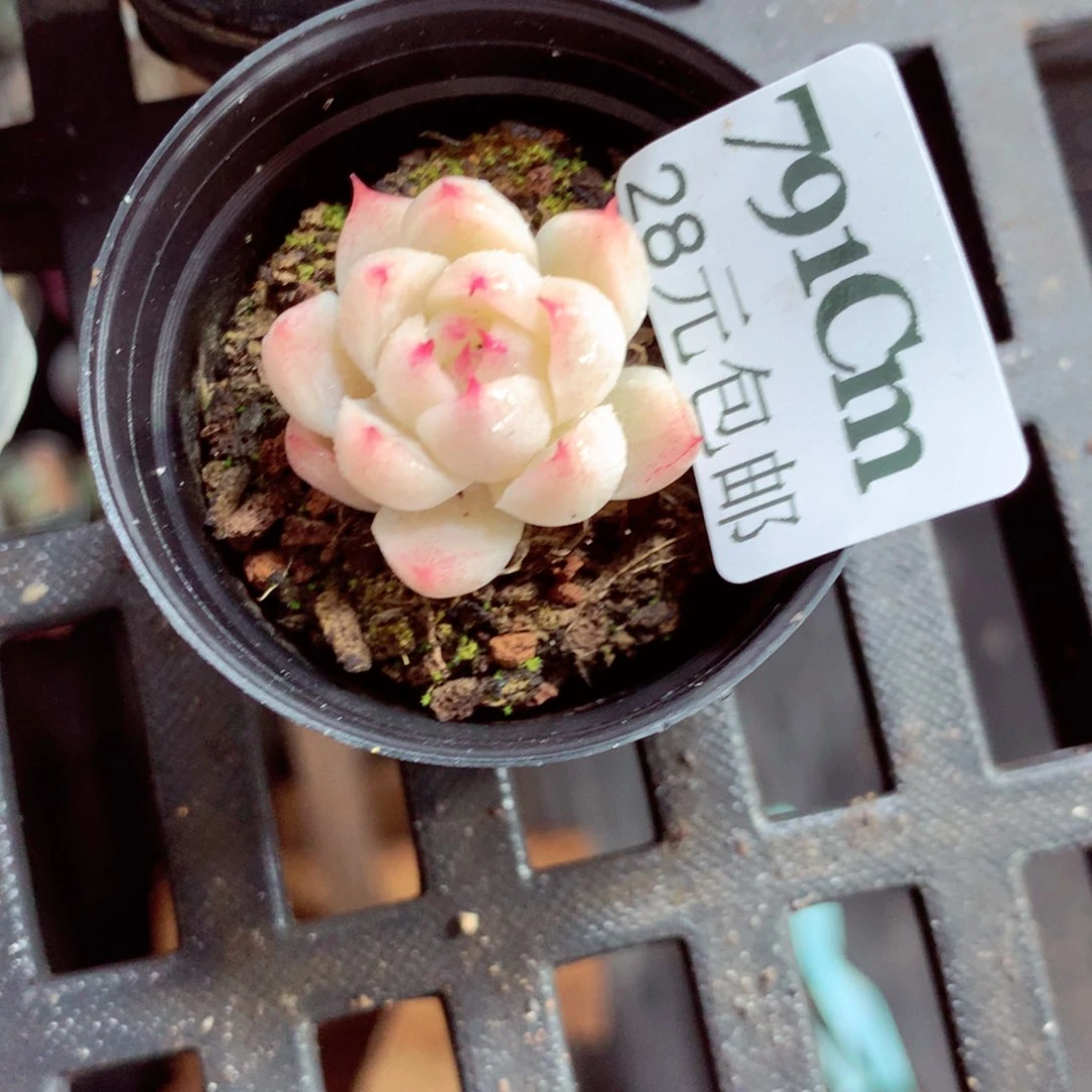 5厘米盆精控多肉791