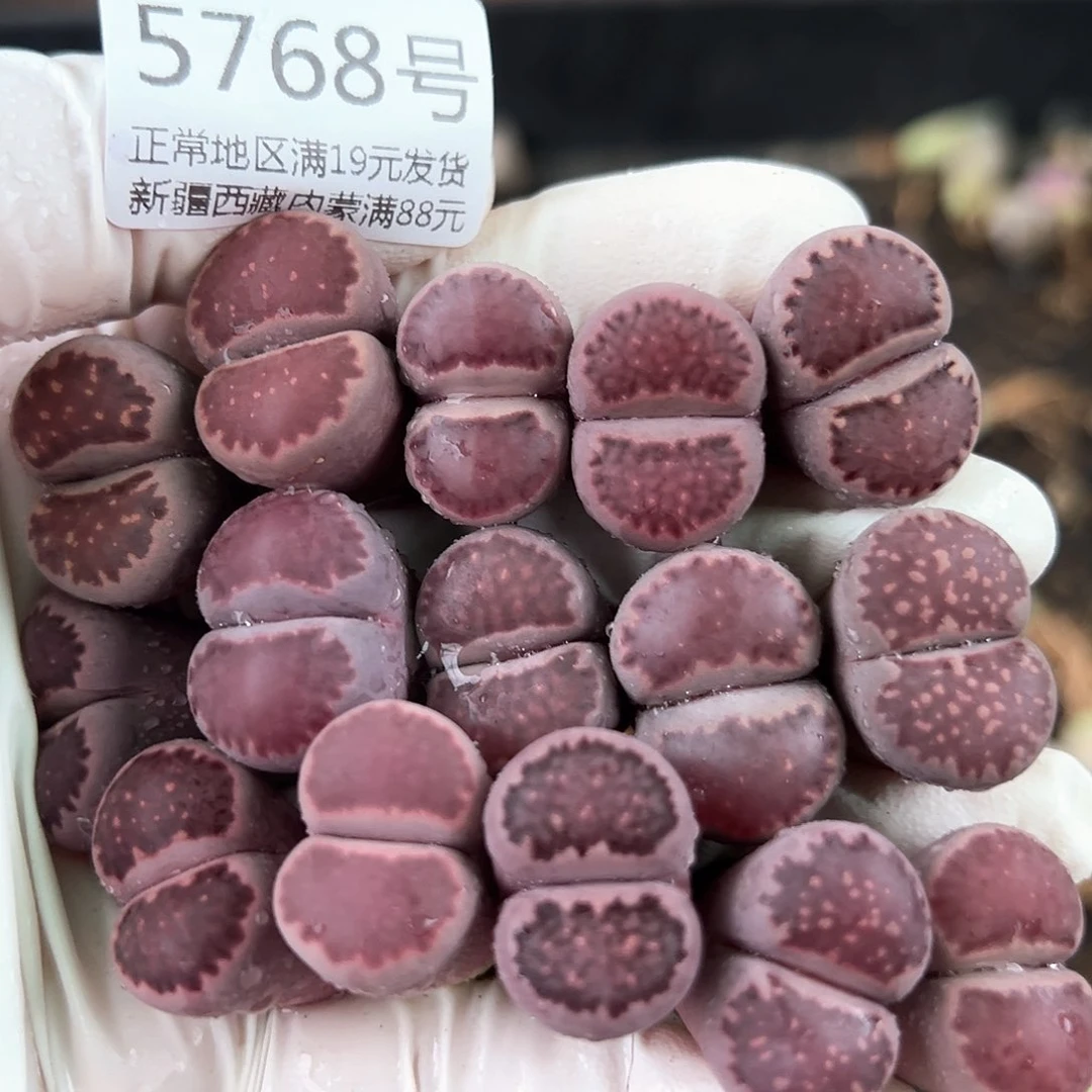 5768四年紫混15个1.8cm左右脸很漂亮腿很长