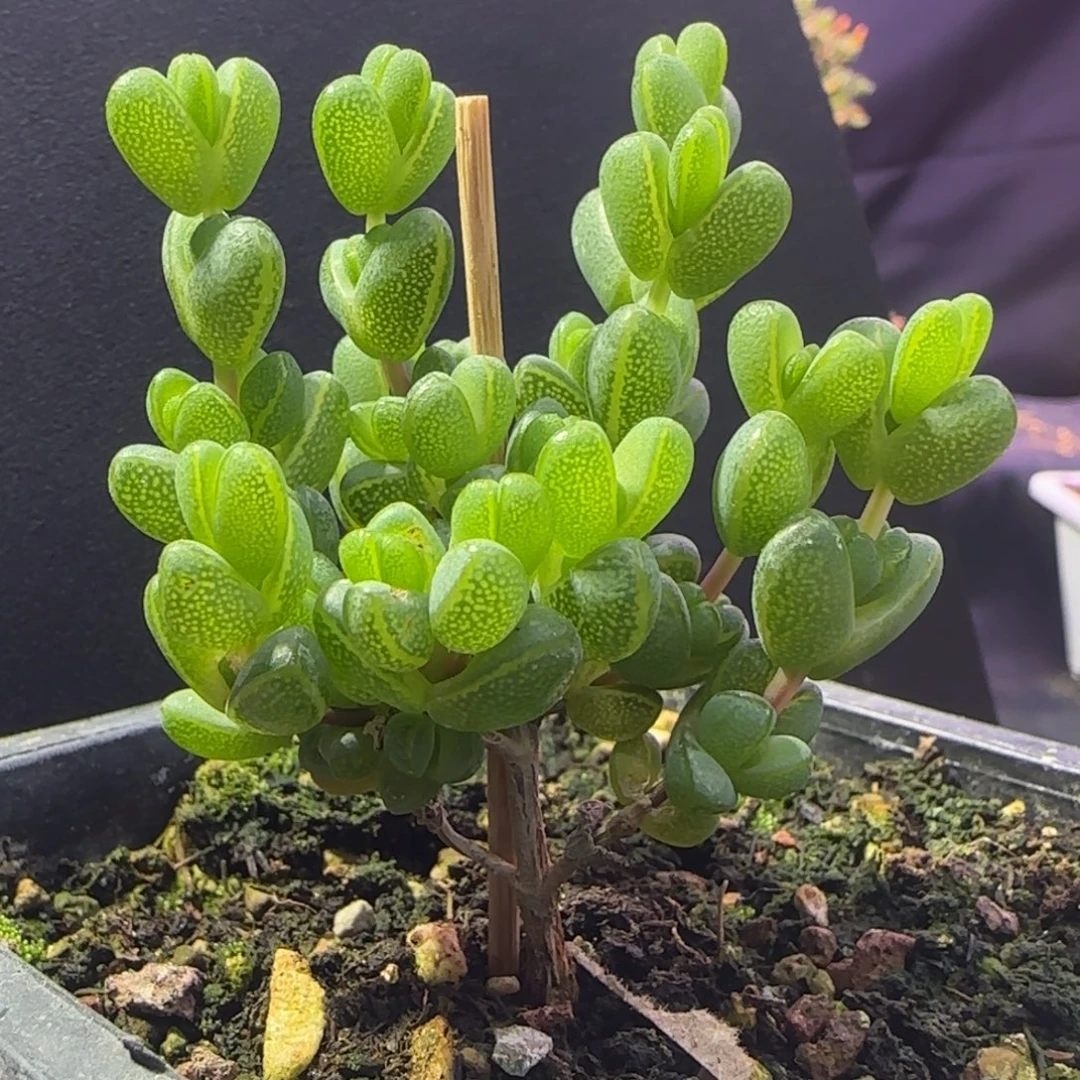 dy1257元宝直杆三岔