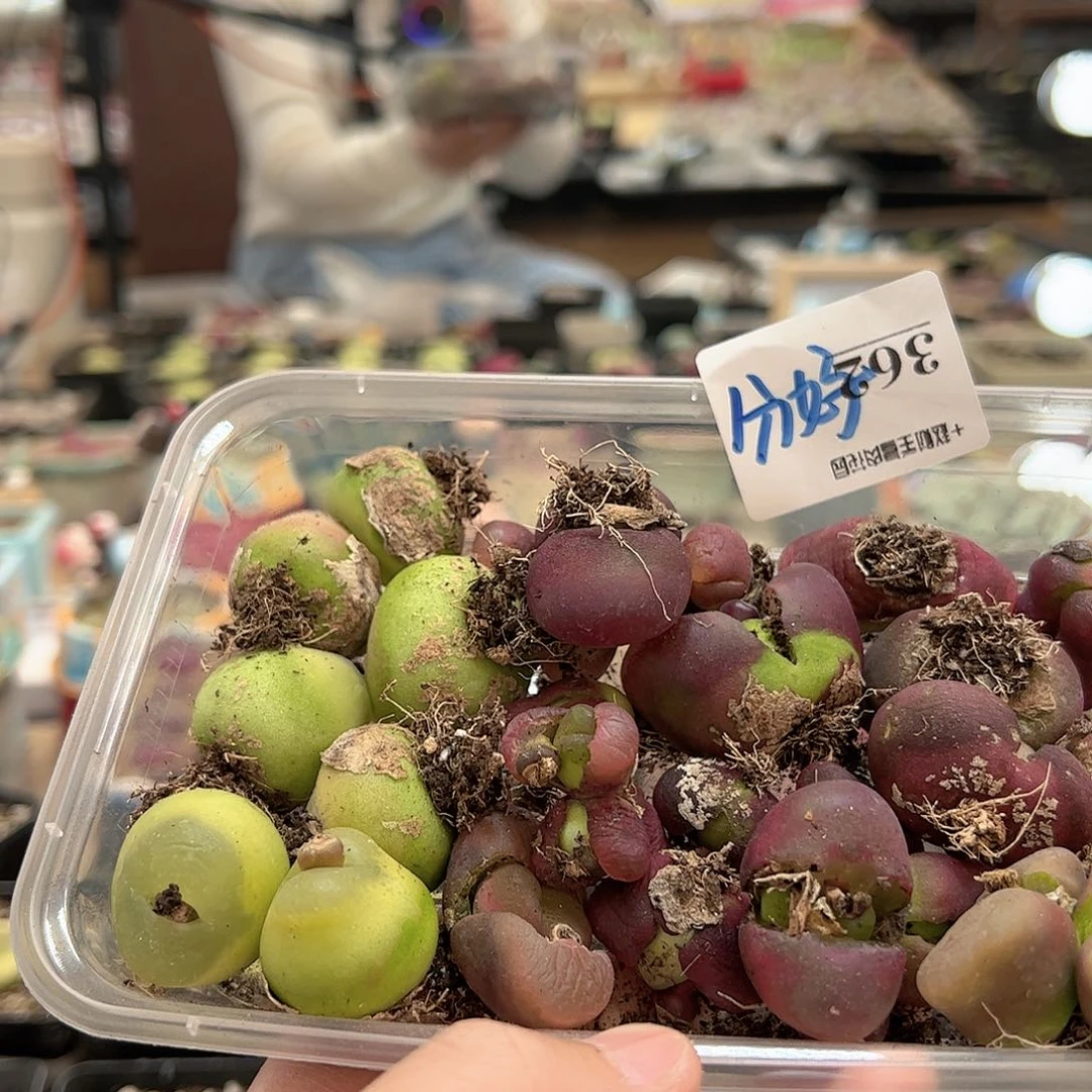 【闪购商品】薄*鱼362 一起