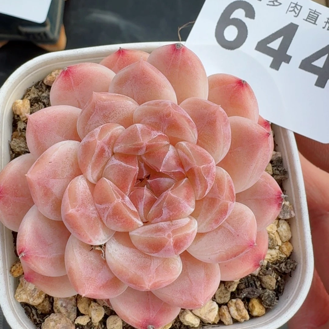 冰魄福利      愿你一路坦途，乘风破浪展宏图