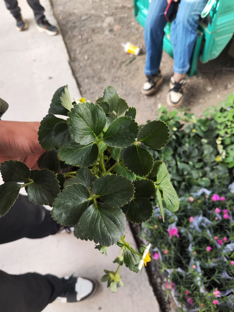 【宫廷卉】品种草莓带花带花苞两盆