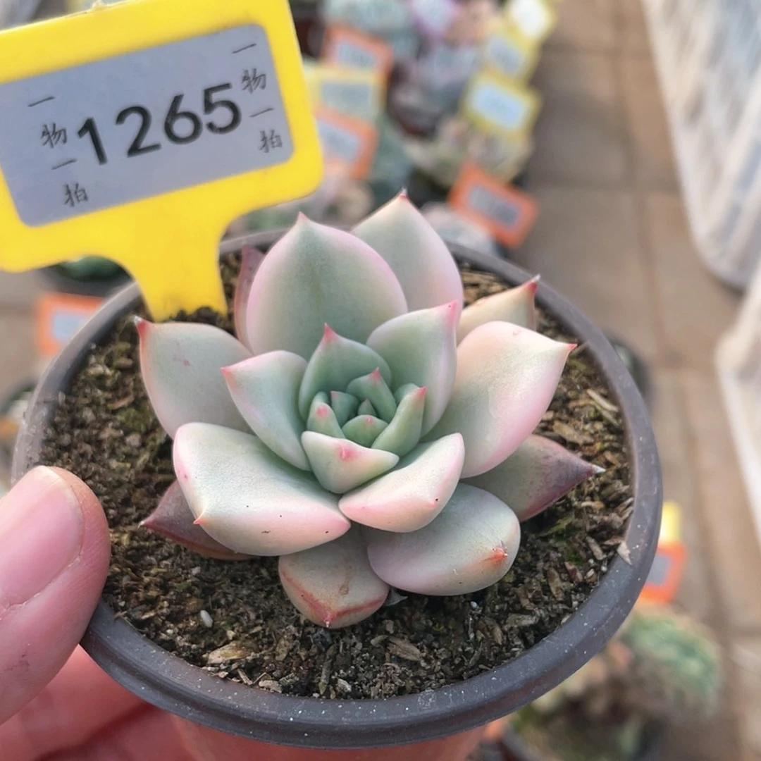 【闪购商品】1265号