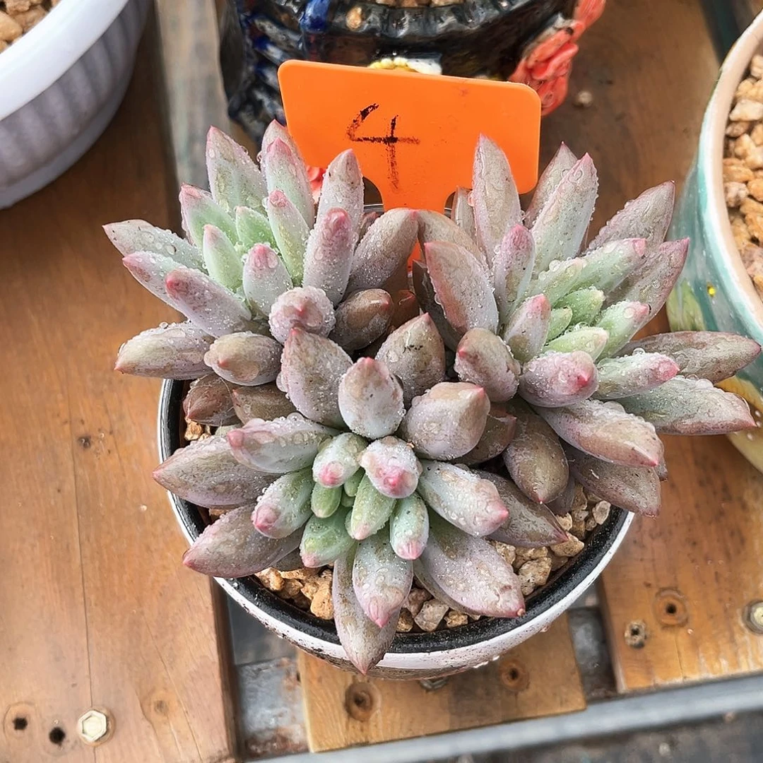 红蜻蜓4号码牌子的话