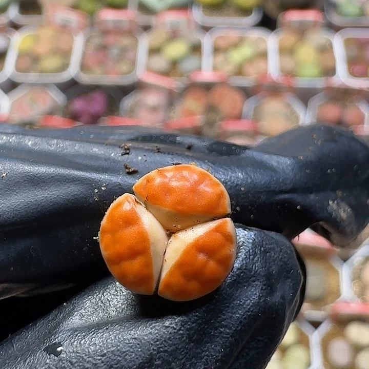 余****生石花111112。  105