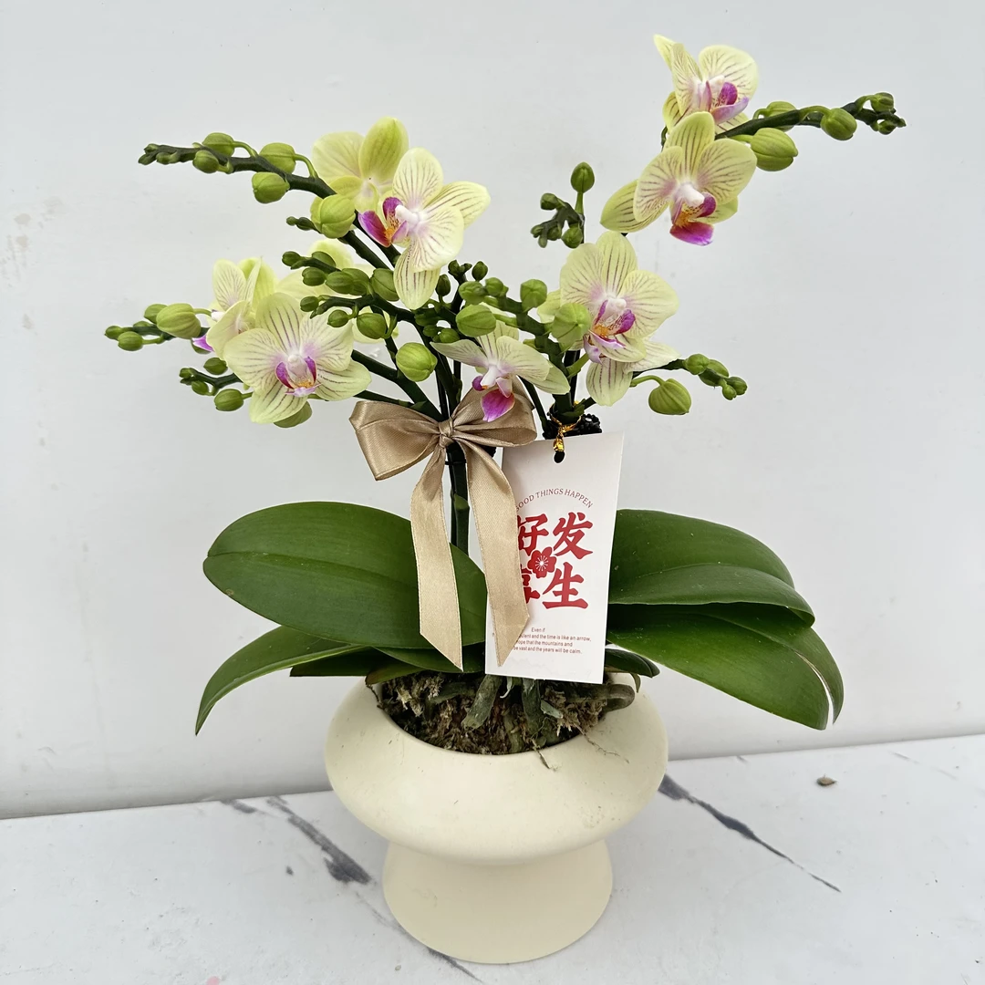 优选简馨【奶酪】-蝴蝶兰组盆摆设客厅摆设种植基地发货1-2