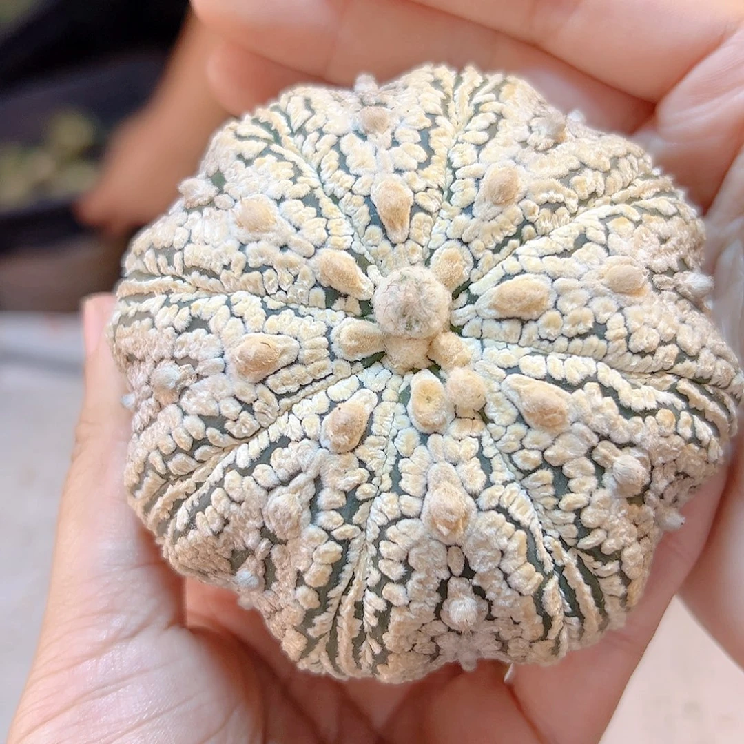 晚5号苗接海星超兜无根8.4公分