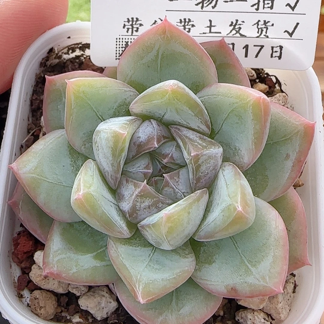 多肉0817-144珍妮