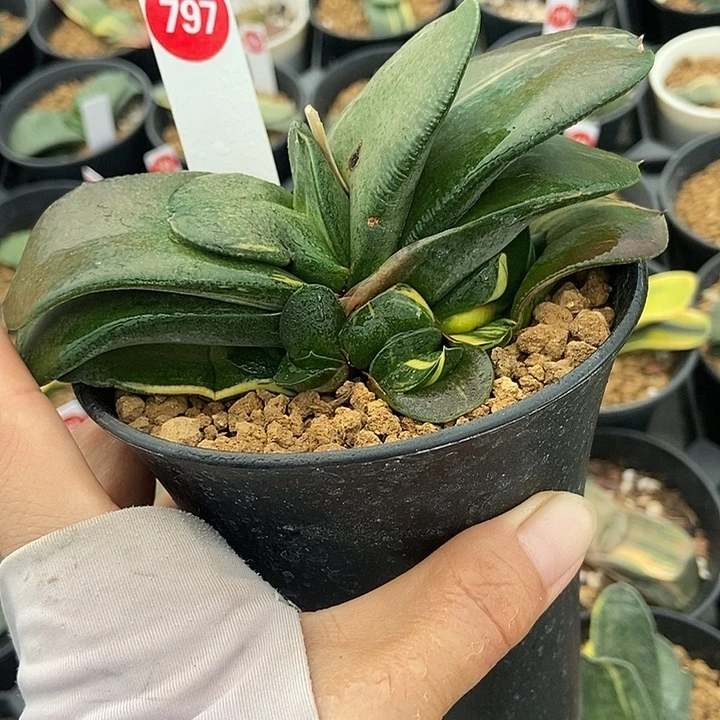 797卧牛实生锦大母本带9个侧牙带盆发货