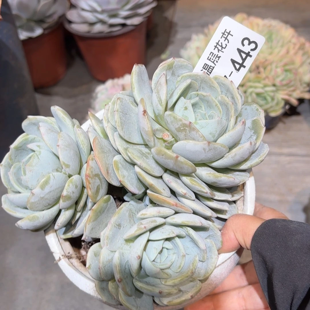 同温层多肉劳林443