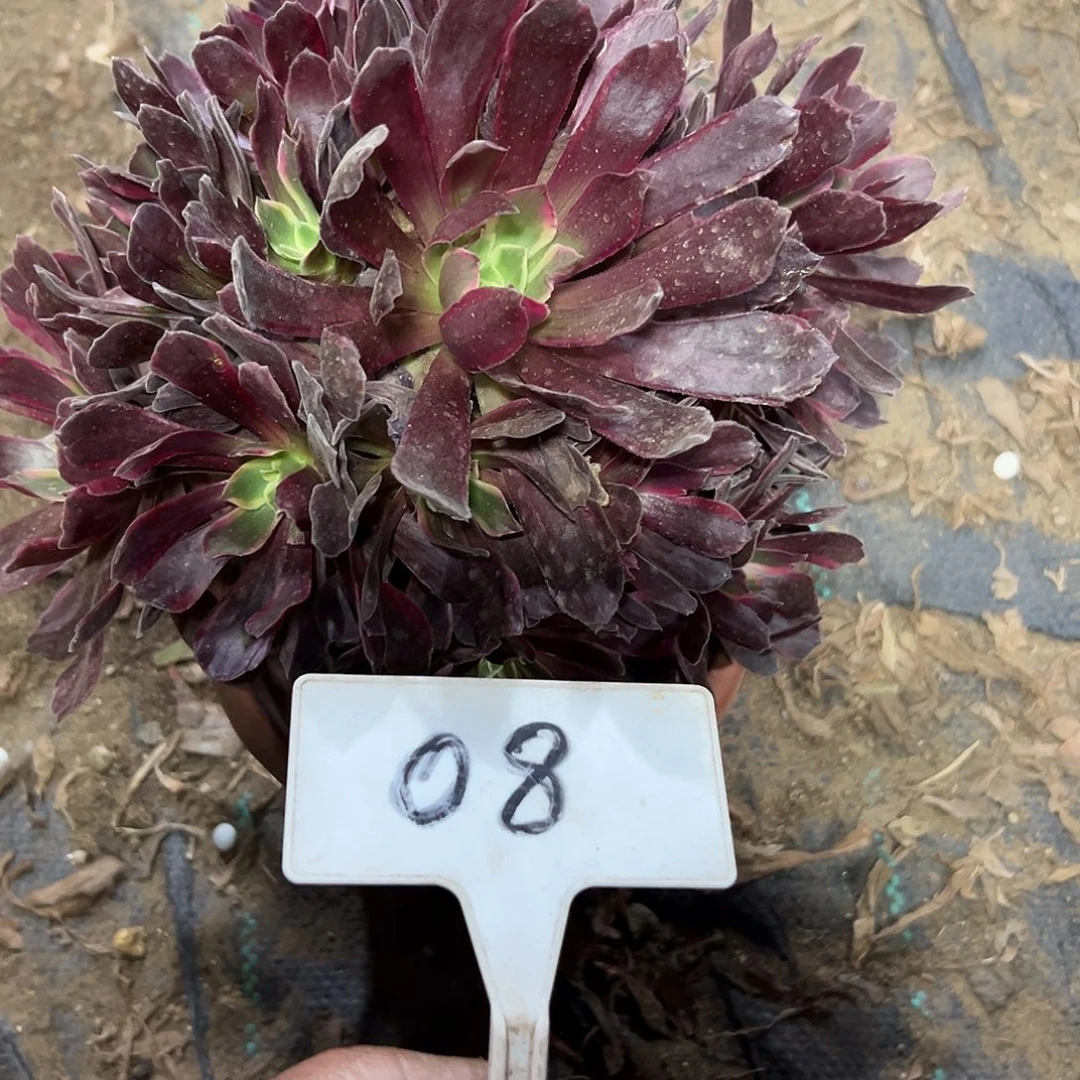 多肉植物赤霞飞法师08