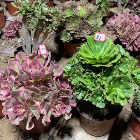 两颗法师一物一拍