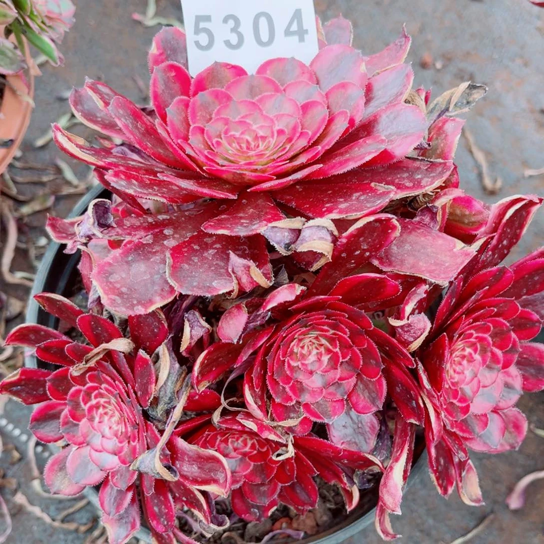 白月光多肉发货发货