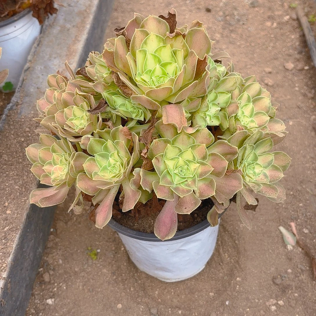 韶华多肉植物手捧
