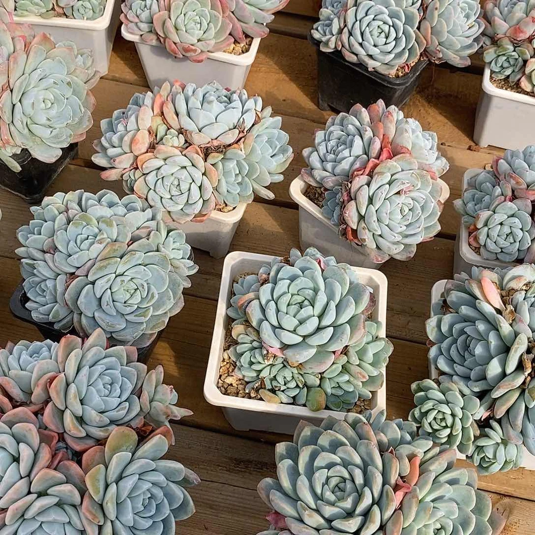 76  白方大冰玉群生