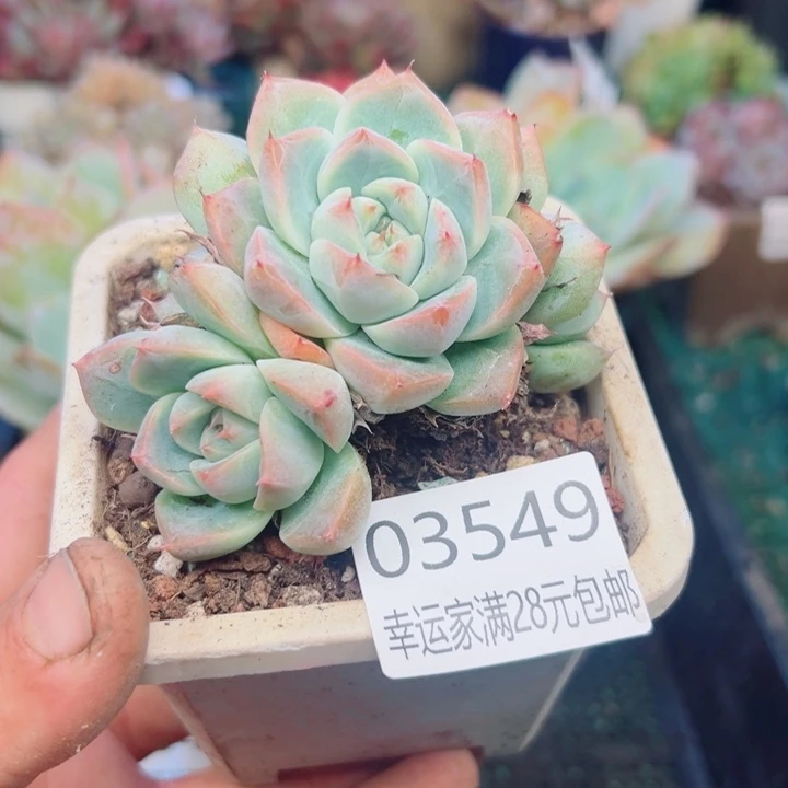 幸运的是我还没遇到你