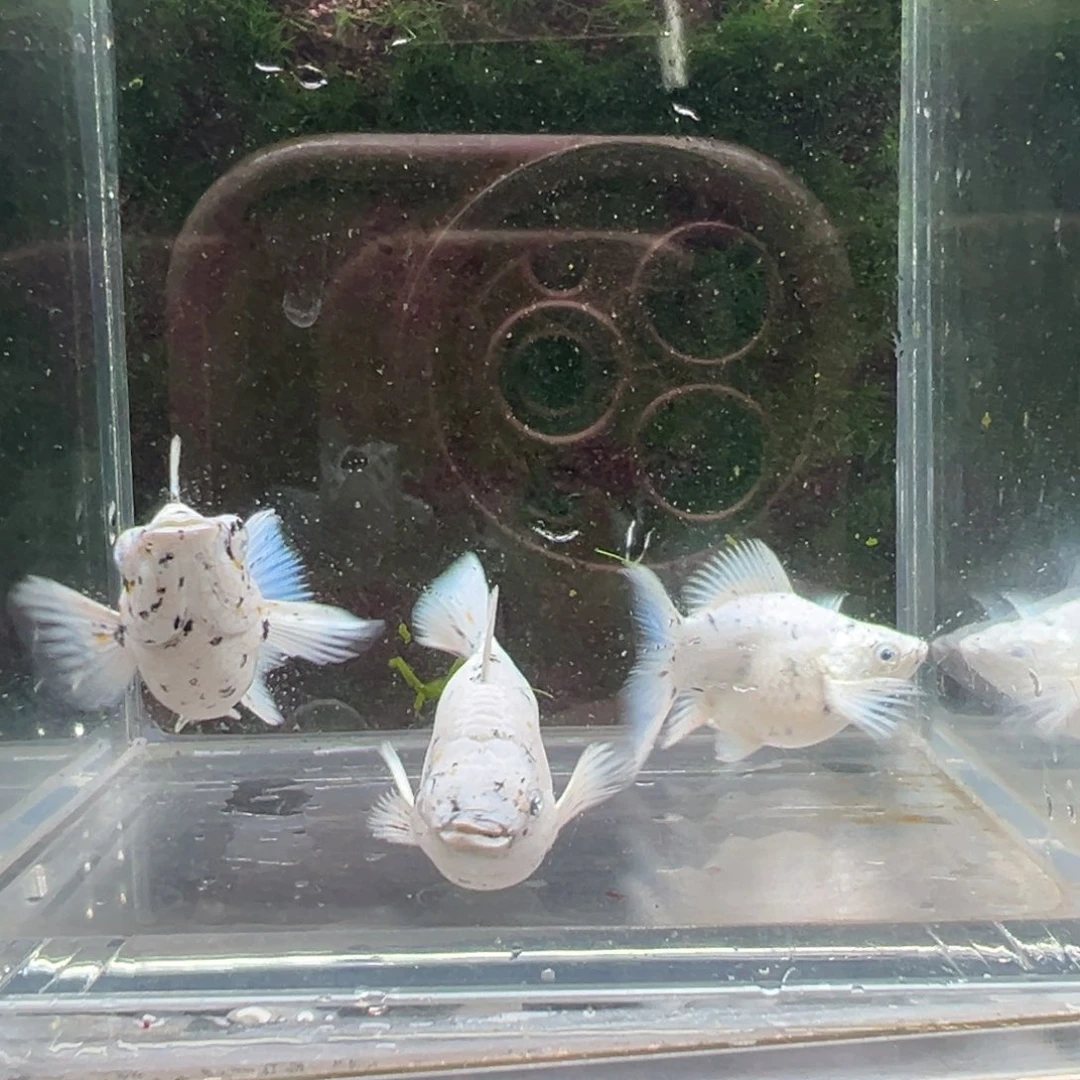 黑玛丽鱼亚成奶牛玛丽一公两母