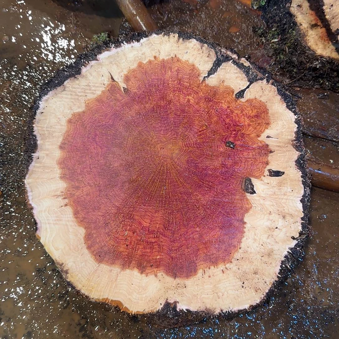 雨***圣木紫罗兰树瘤定制链接