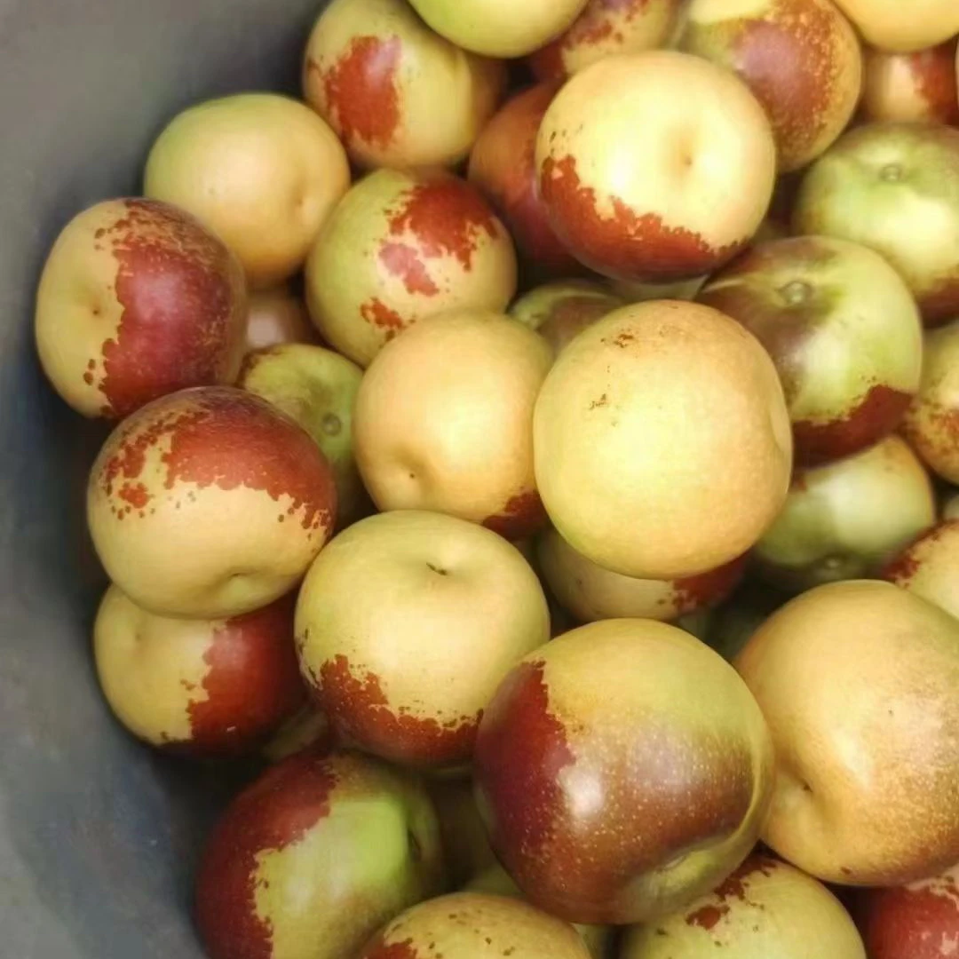 冬枣山东沾化现摘二代冬枣酥脆香甜自然成熟新鲜水果应季京东物流