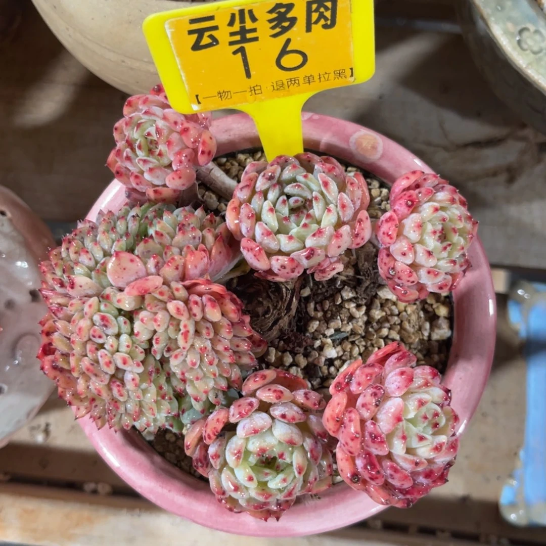 昂***锦云尘多肉一物一拍不含盆16