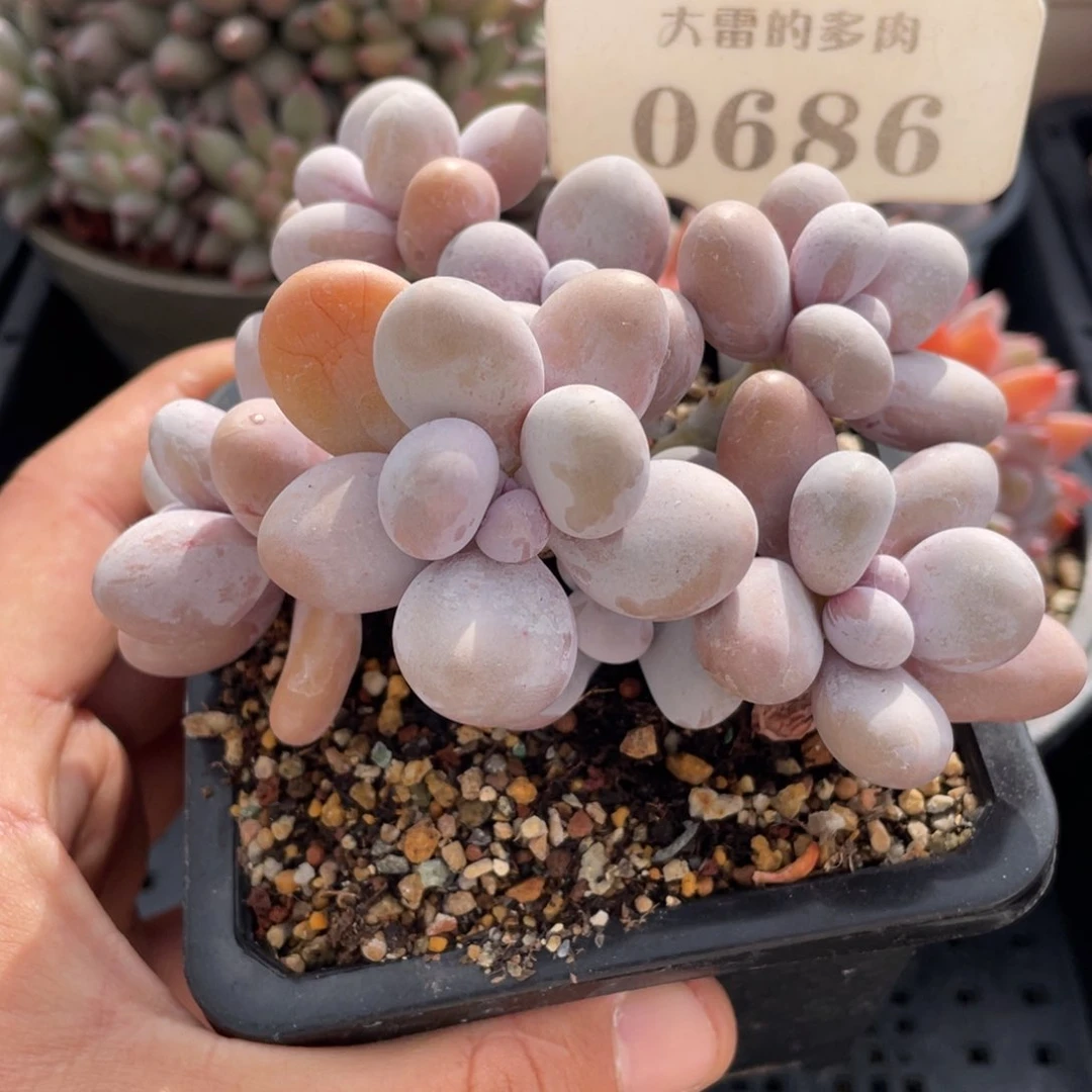 0686奶酪不带盆10厘米