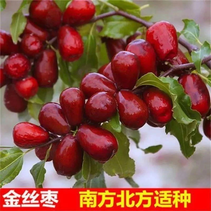 嫁接枣树苗金丝小枣枣树树苗南方北方果树苗地栽当年结果