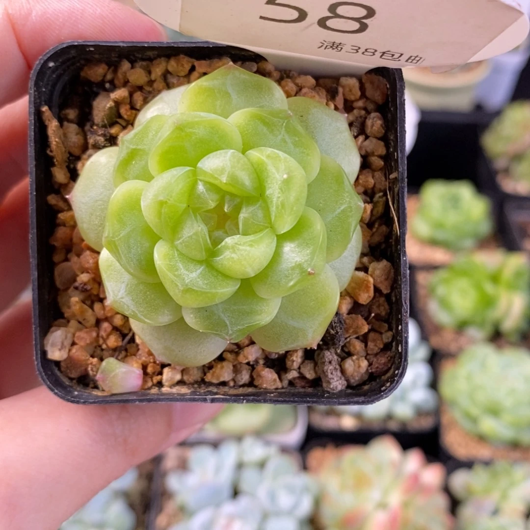 财富单头一颗58号
