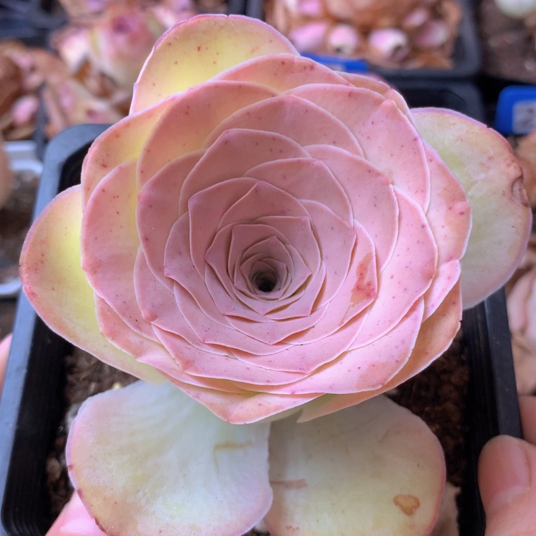 一物一拍星辰福利520