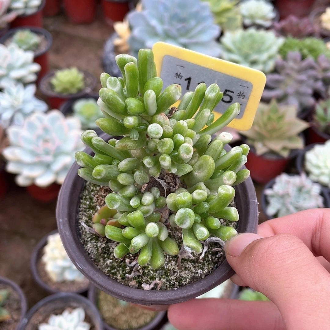 潇***洒吸财树锦1115张校长