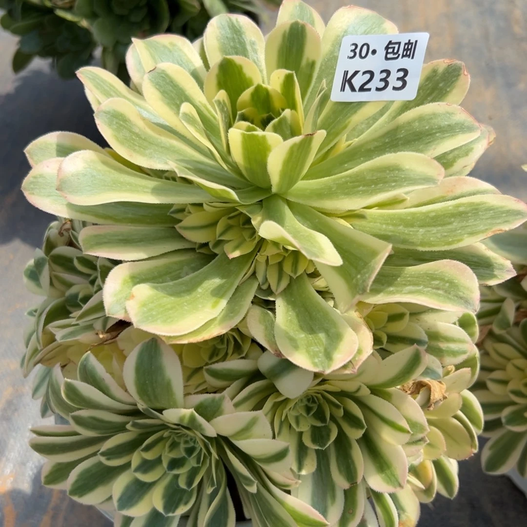 233新尼亚，多肉法师