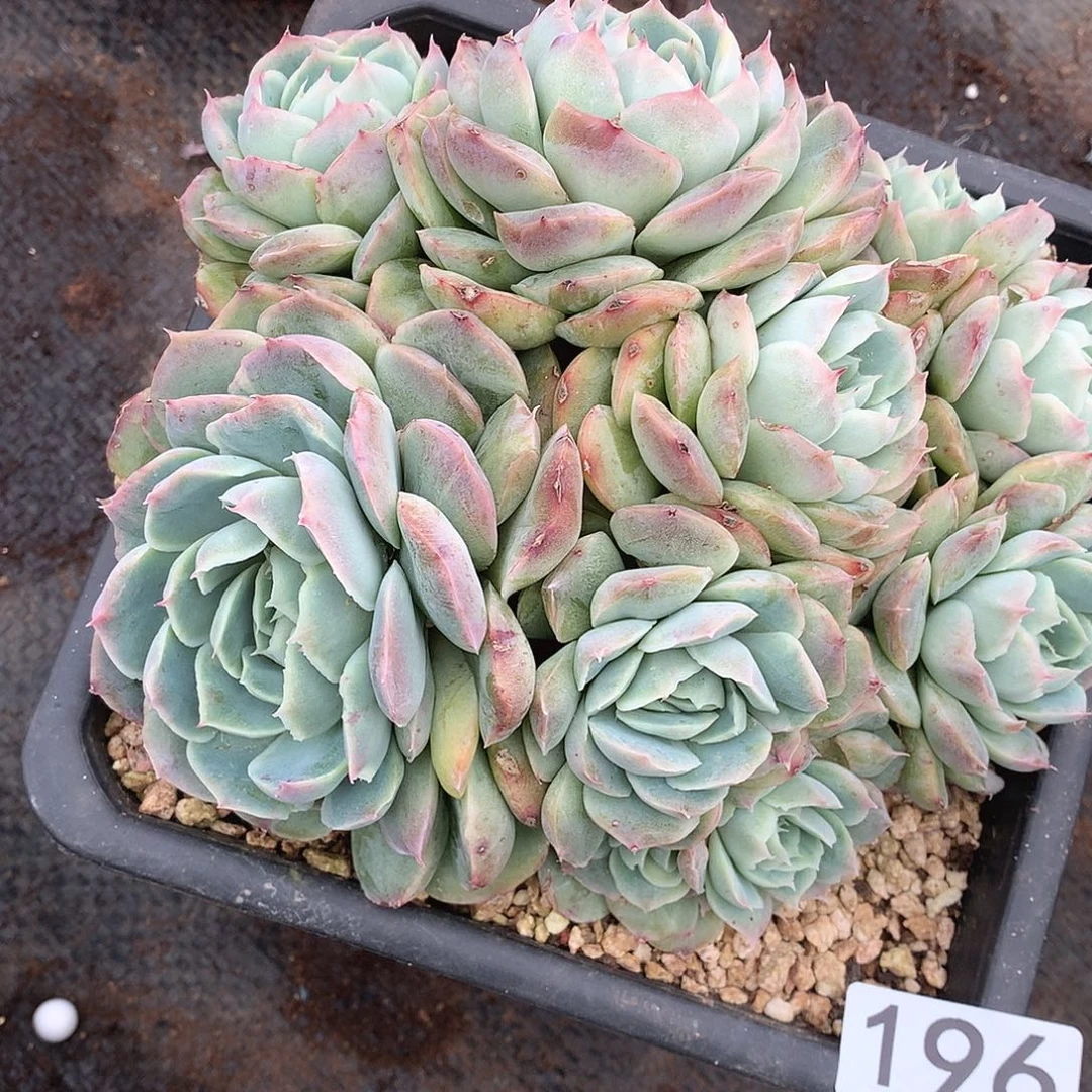 196 一物一拍多肉