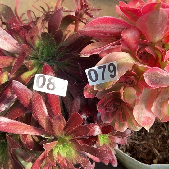 ^*^多肉植物两个有修过没售后