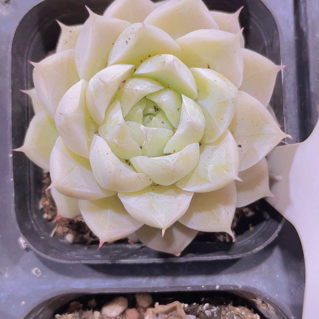 白女王w040一物一拍
