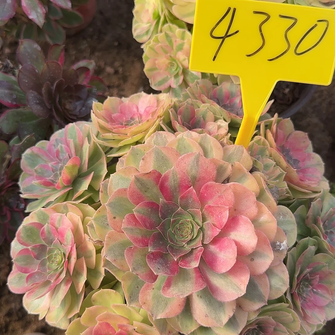 4330---雨荷多头多肉