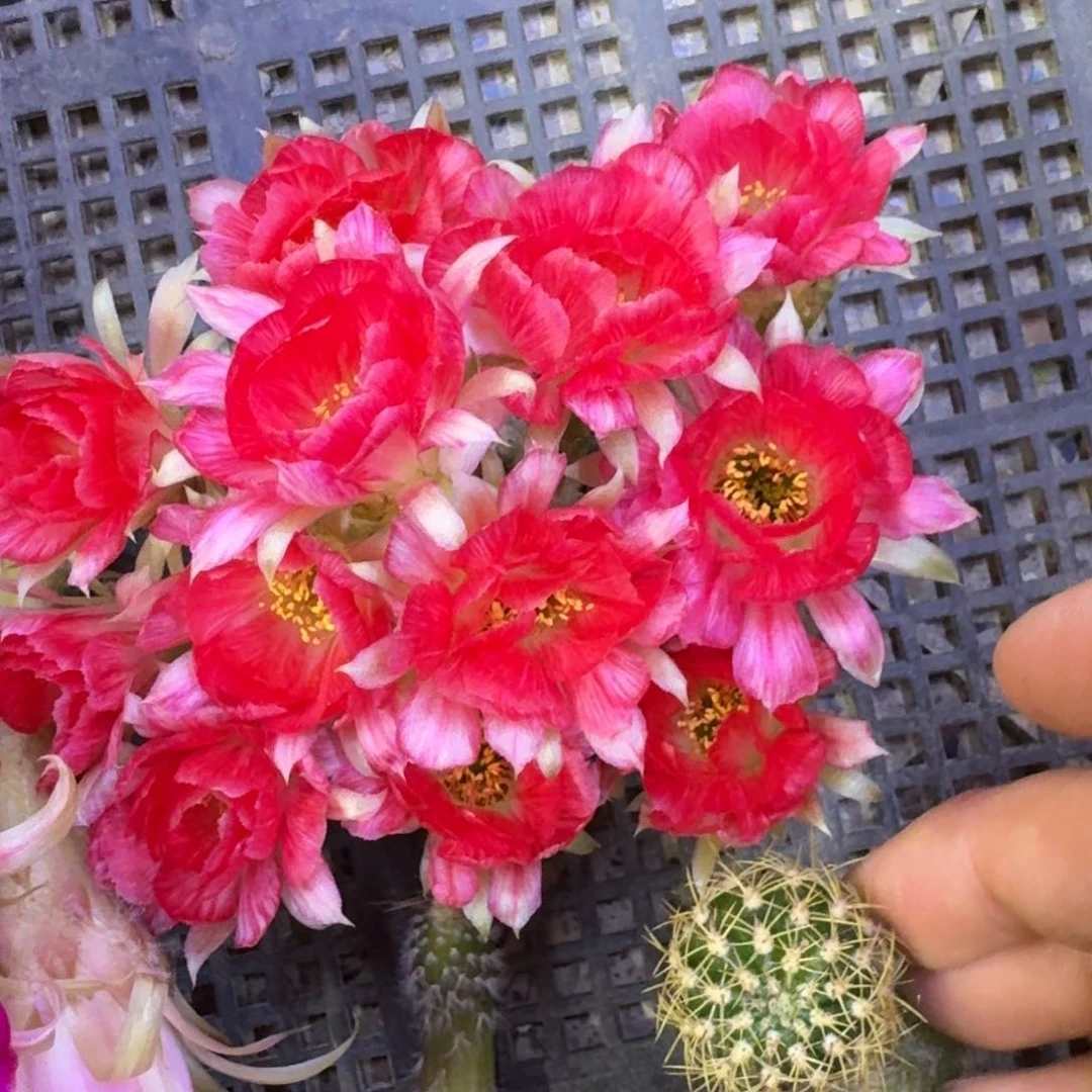 9丽花红羽歪3公分左右无根侧牙，20包邮