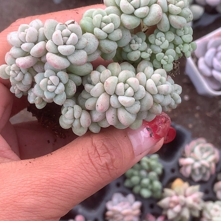 杨***斗泡泡糖一物一拍。三颗