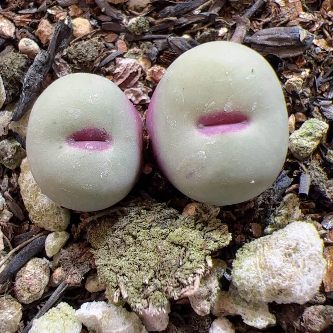 【闪购商品】218 双头红嘴