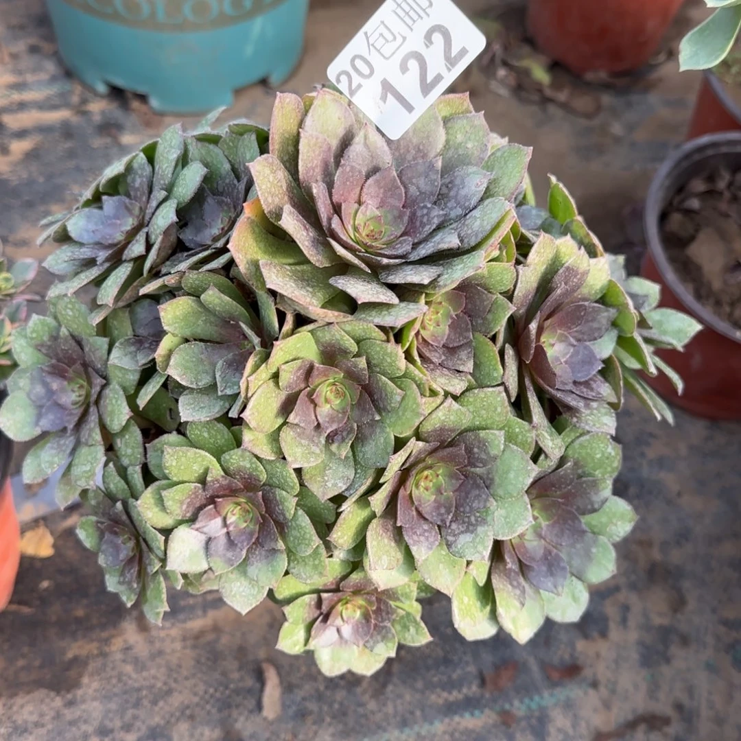 桃花石122满20包邮断枝不包