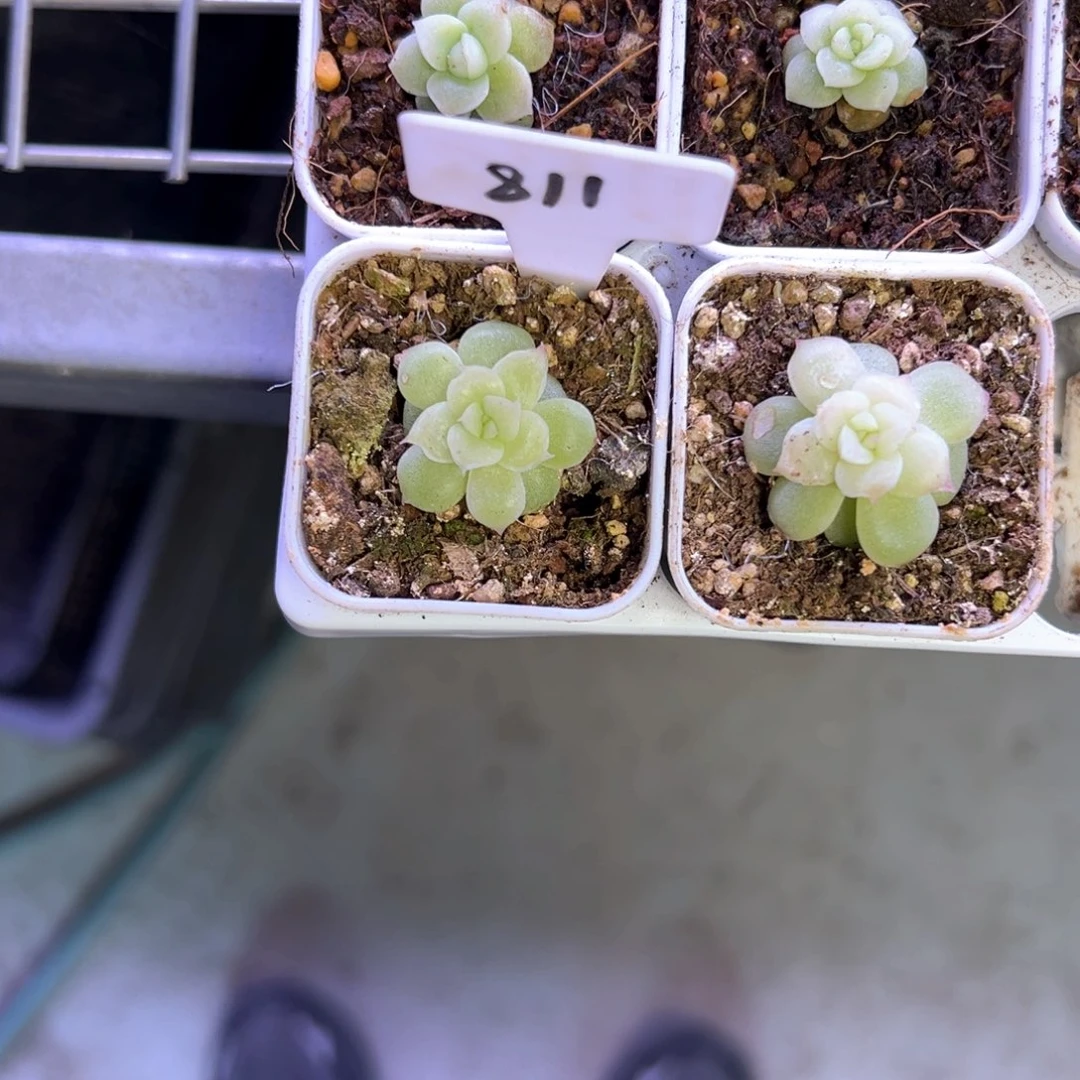 星***星811号白釉，晗雨多肉