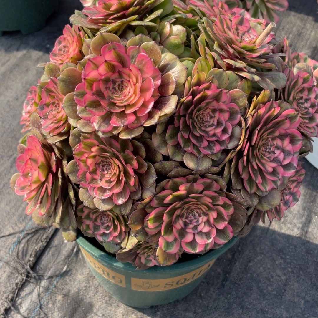 紫砂茶杯6370分反反复复反反复