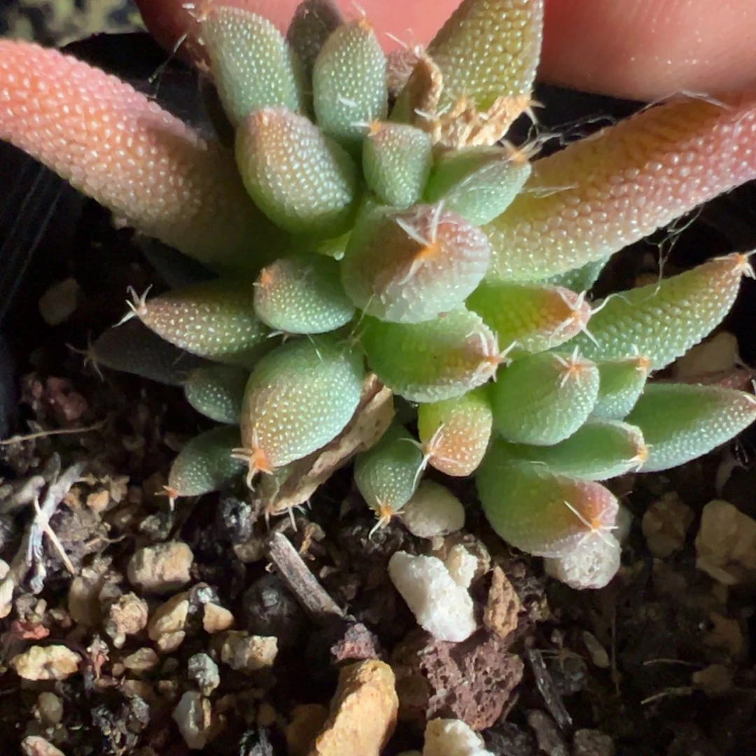 玉米55杯老桩福利