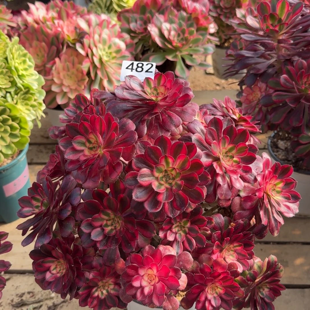 482多肉植物香奈儿